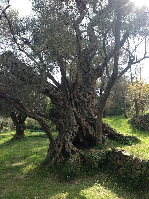 Villa Old Olive Budva